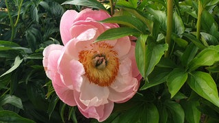 Pfingstrose Paeonia Itoh-Hybride Salmon Luster