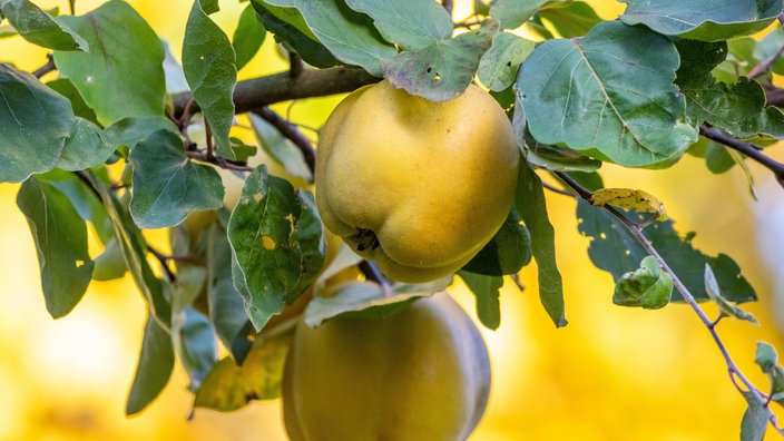 Mehrere Quitten hängen an einem Baum. 