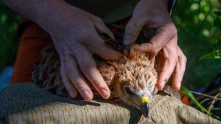 Ein Rotmilan bekommt einen GPS-Sender angebracht, der Position und Flugroute des Greifvogels übermitteln soll.