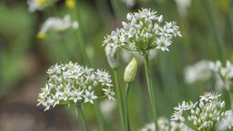 Die Blüten des Schnittknoblauchs.