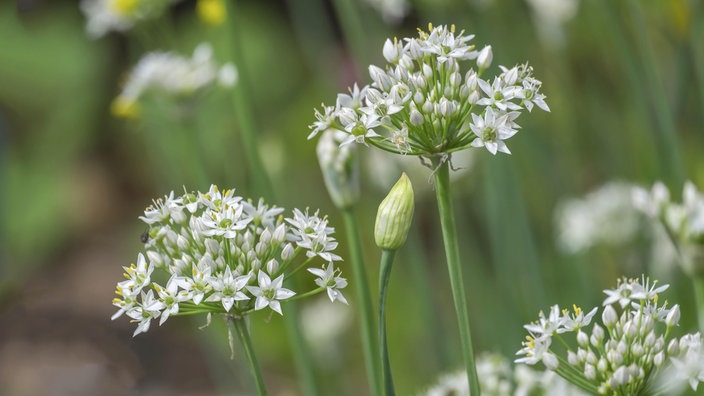 Die Blüten des Schnittknoblauchs.