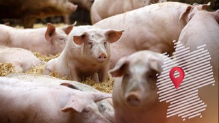 Mehrere Schweine in einem Stall – rechts im Bild befindet sich eine Grafik mit einer Karte, die eine Ortsmarke im Bereich Hessen zeigt. 