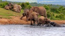 Afrikanische Elefanten mit Jungtieren an einem Wasserloch im Addo Elephant Nationalpark in Südafrika.