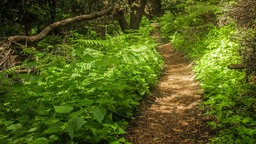 Ein kleiner Trampelpfad führt durch einen Wald. 