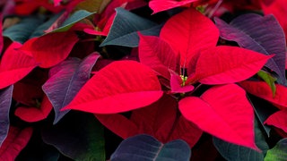 Nahaufnahme der Blüten leuchtend-roter Weihnachtssterne.