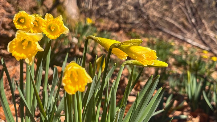 Wildnarzissen in der Natur