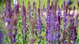 Nahaufnahme der blauen Blüten des Ziersalbeis.