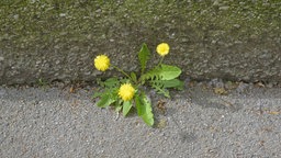 Eine Blume, die aus Asphalt heraus wächst