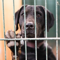 Ein Hund blickt durch Gitterstäbe in einem Tierheim