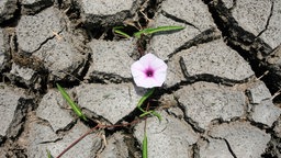 Symbolbild Klimawandel: Ein kleine rosa Blume hat überlebt in einem trockenen, rissigen Boden.