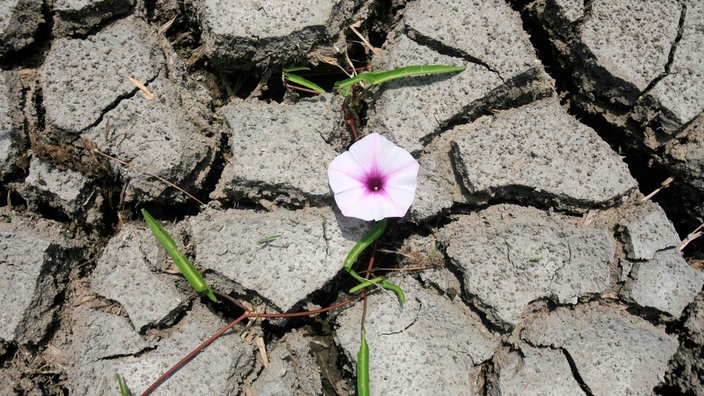 Symbolbild Klimawandel: Ein kleine rosa Blume hat überlebt in einem trockenen, rissigen Boden.