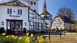 Blühende Osterglocken, im Hintergrund Fachwerkhäuser um die Pfarrkirche St. Peter und Paul in Eslohe. 
