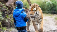 Vor einem Tigergehege im Allwetterzoo Münster steht ein kleiner Junge der durch eine Scheibe einen Tiger beobachtet.