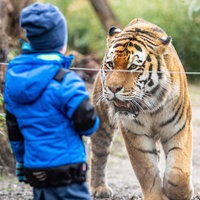 Vor einem Tigergehege im Allwetterzoo Münster steht ein kleiner Junge der durch eine Scheibe einen Tiger beobachtet.