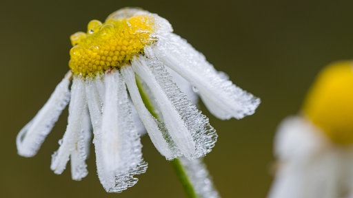 Mit Raureif bedecktes Gänseblümchen