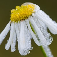 Mit Raureif bedecktes Gänseblümchen