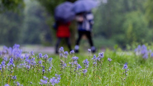 Auf einer Wiese blühen im Regen Blumen, im Hintergrund sind zwei Spaziergänger