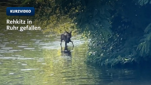 Ungewöhnliche Rettungsaktion in der Ruhr