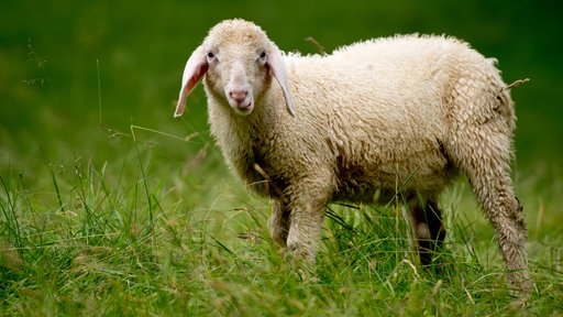 Schaf auf einer Wiese