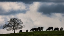 Kühe grasen auf einem Feld