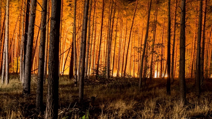 Bei einem nächtlichen Waldbrand erscheint der Himmel orange