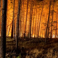 Bei einem nächtlichen Waldbrand erscheint der Himmel orange