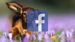Instagramm, Facebook und Youtube