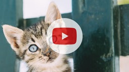 Instagramm, Facebook und Youtube