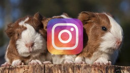 Instagramm, Facebook und Youtube