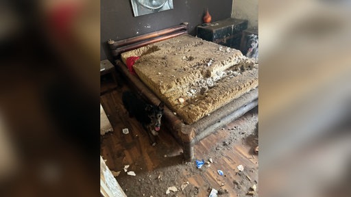 Ein Hund neben einem Bett mit zerfetzter Matratze