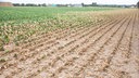 Ein halbvertrocknetes Feld. Swisttal, 19.07.2026