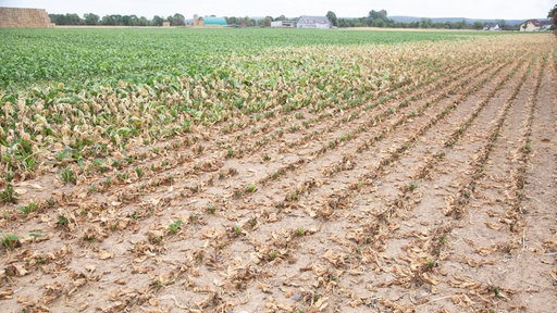 Ein halbvertrocknetes Feld. Swisttal, 19.07.2026