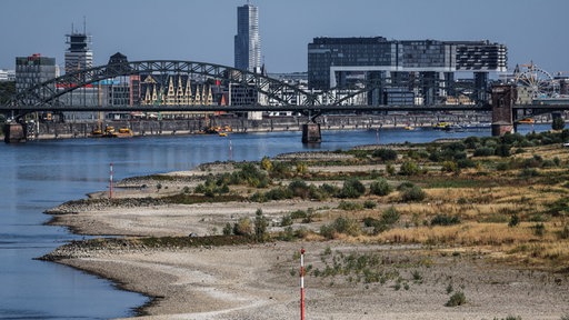 Trockenheit am Rheinufer in Köln