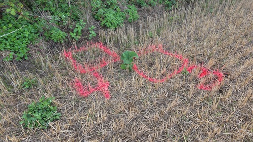 Pinke Markierungen auf einer Wiese 