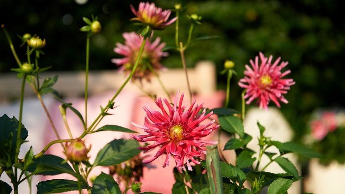 Dahlienblüte