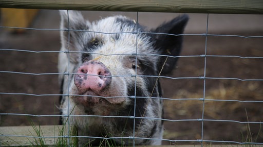 Das Schwein Hansi schaut durch ein Gitter