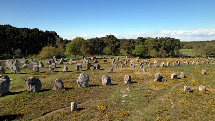 Die Steinreihen in Carnac auf einer Ebene, im Hintergrund Wald
