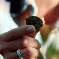 Schwarzer Trüffel aus Burgund