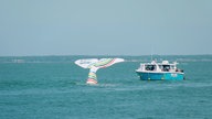 Die Walflosse ist das Wahrzeichen von Arcachon