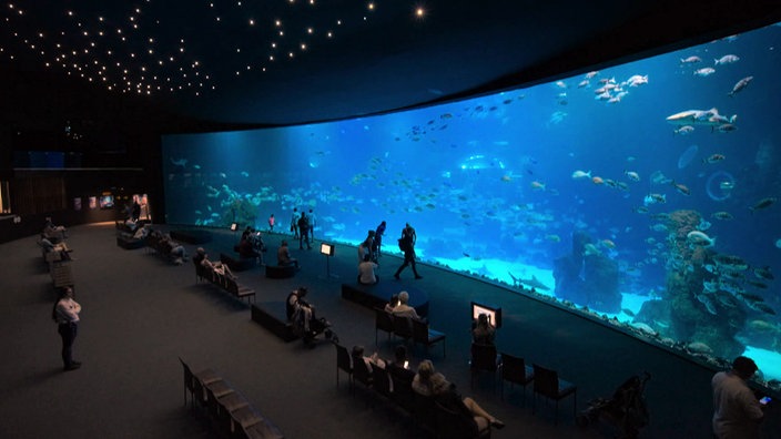 Besucher vor einem riesigen Ausstellungsfenster in einem Aquarium