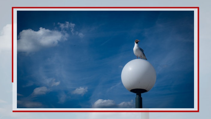 Eine Möwe sitzt auf einer Kugellampe, im Hintergrund blauer Himmel