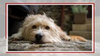 Weißer Hund liegt auf dem Boden