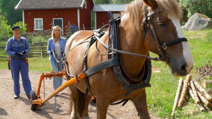 Tamina Kallert und Annelie Svensson bespannen das Pferd für die Hofarbeit in Eriksgården