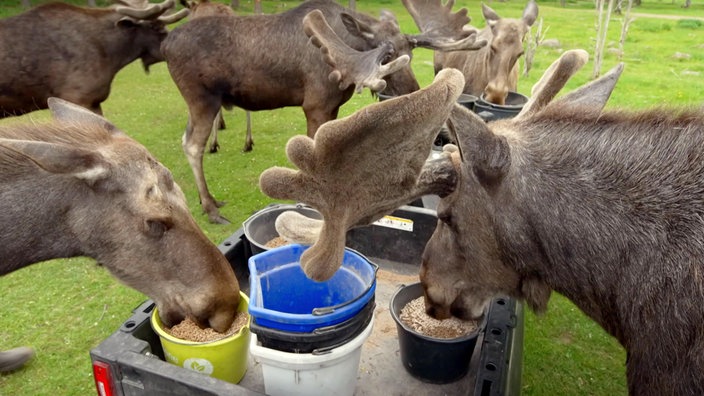 Fütterung der Elche im Skullaryd Älgpark