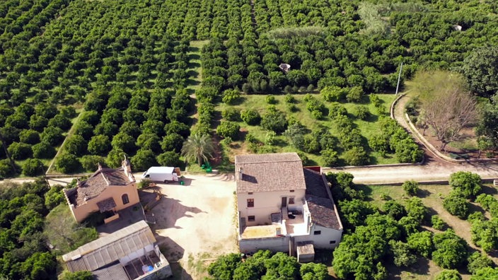 Blick von oben auf zwei Gebäude und großes Feld mit Zitrusbäumen