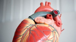 Das Bild zeigt das anatomische Modell von einem menschlichen Herzen.