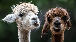 Zwei Alpakas blicken in die Kamera. Eines hat dunkelbraunes, das andere beiges Fell.