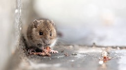 Das Bild zeigt eine Maus an einem Hauseingang. 