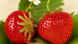 Zwei Erdbeeren mit Blättern und Blüte