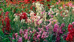 Blumenbeet mit bunt blühenden Levkojen.